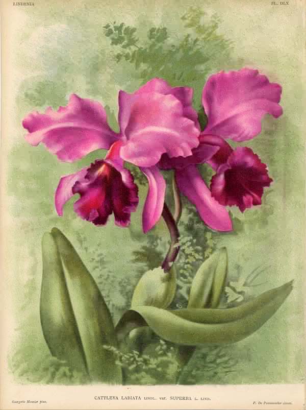 Cattleya labiata var. superbra